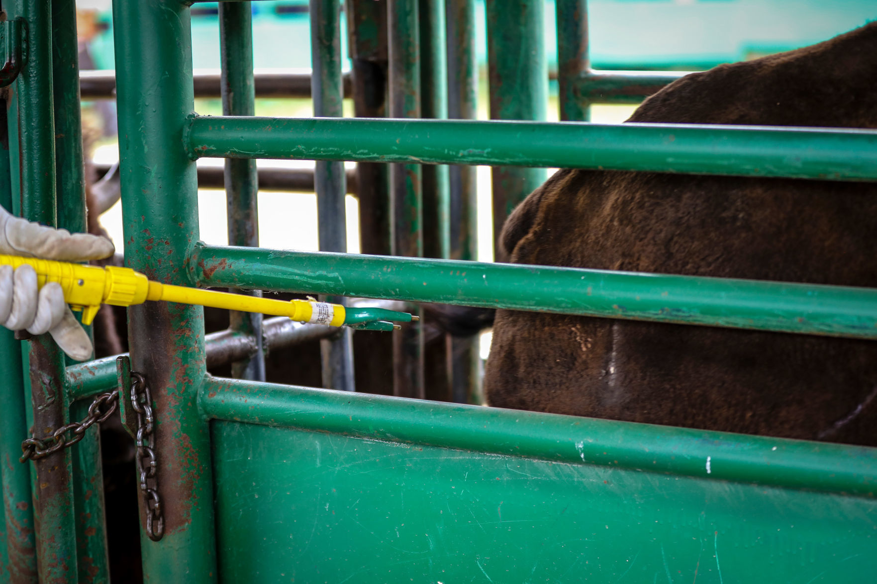 54th Annual Buffalo Roundup at Custer State Park